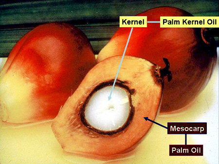 واردات پالم palm